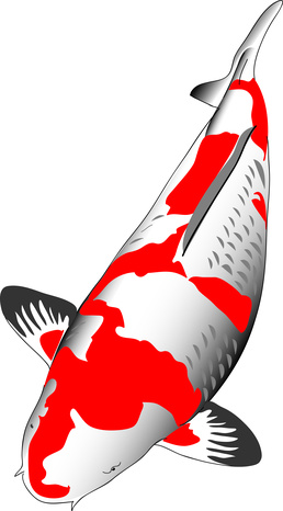 Koi E mit Vitaljod und Vitamin E 1 Liter f Gartenteich