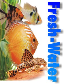 Wasseraufbereiter Fresh-Water 3 Liter für Aquarium