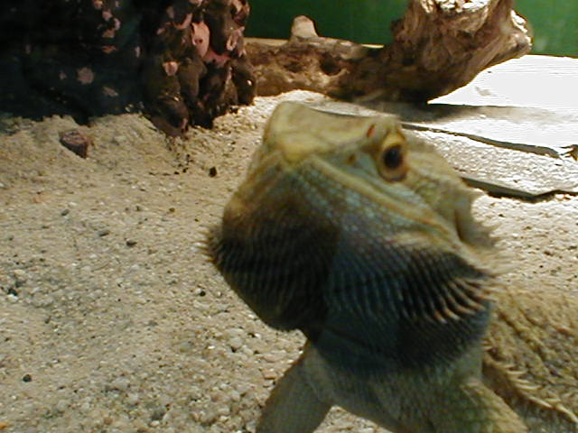 Terraristik Special-Seite