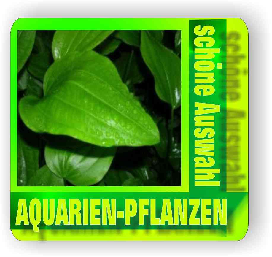 Wasserpflanzen 10 Bund Aquarienpflanze plus Pflanzendün