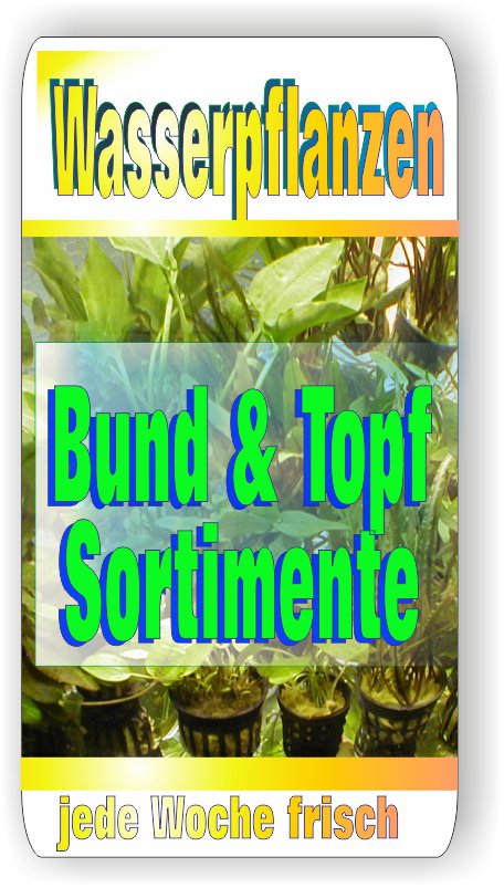 Aquariumpflanzen 3 Bund und 3 Topf Wasserpflanzen